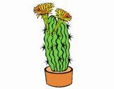 Cactus con flores