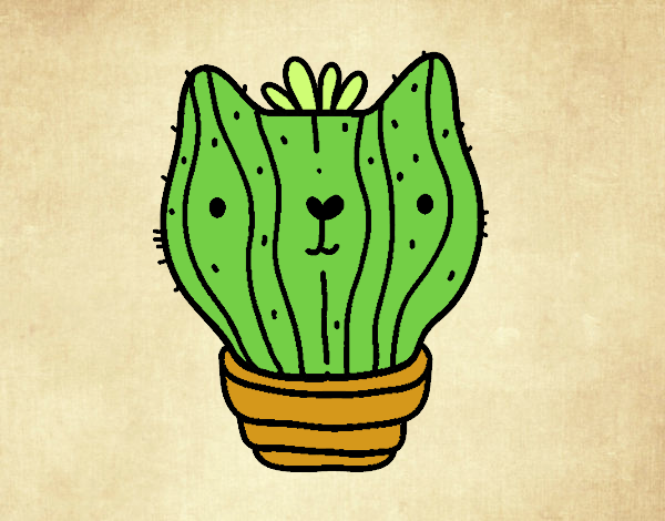 Cactus gato