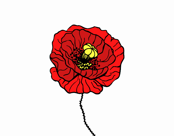 AMAPOLA