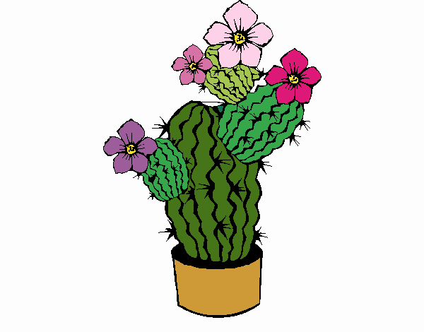 CACTUS FLORIDO