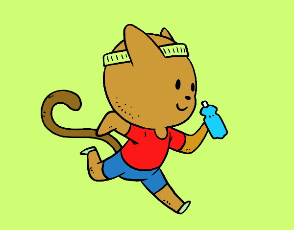 Gato runner