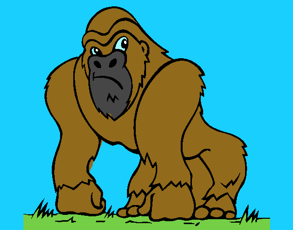 Gorila 1