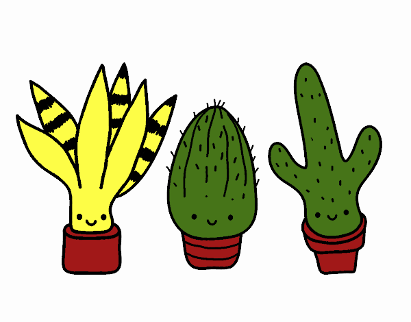 Mini cactus