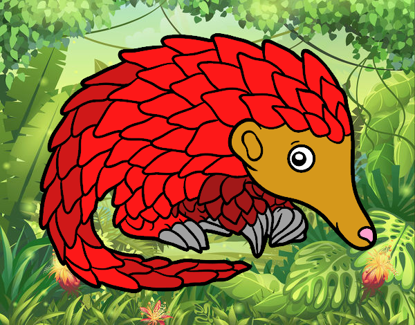 Pangolin