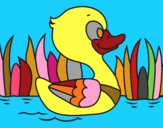 Patito de río