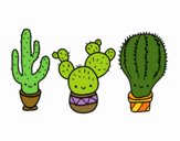 3 mini cactus