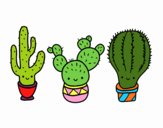 3 mini cactus