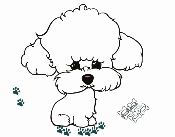 Cachorro de poodle