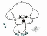 Cachorro de poodle