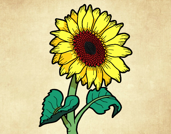 girasol 