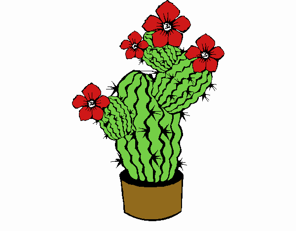 Flores de cactus