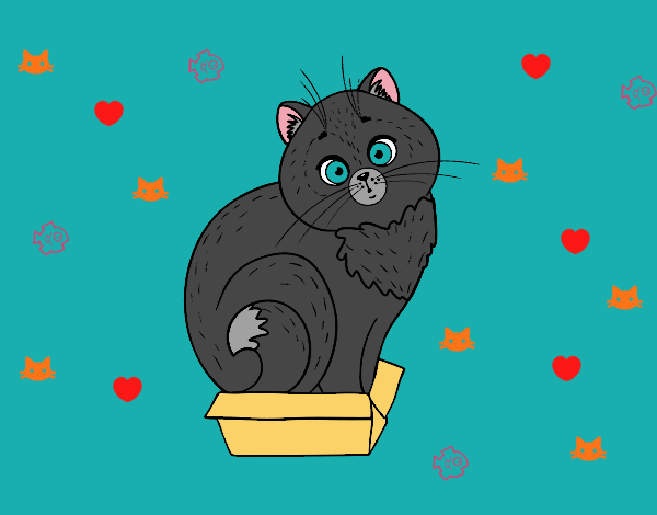 Gatito en una caja