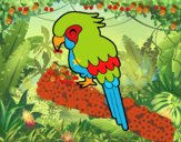 Guacamayo