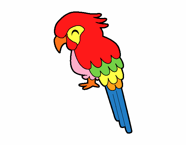 Guacamayo