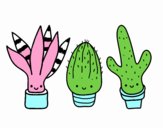 Mini cactus