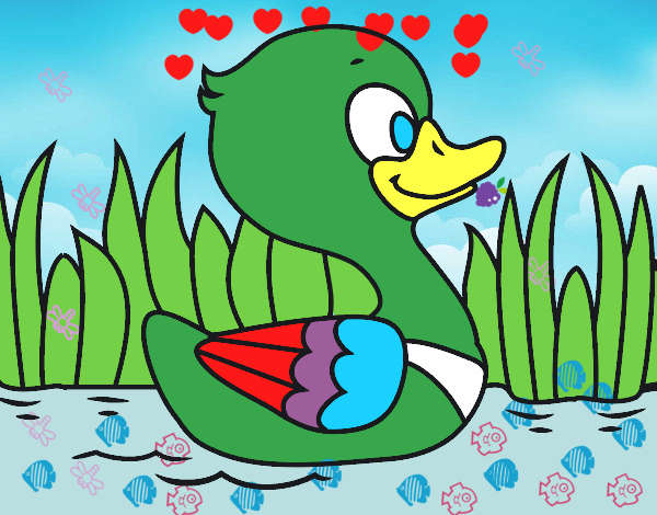 Patito de río