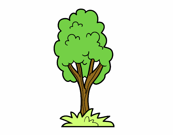 el arbol verde