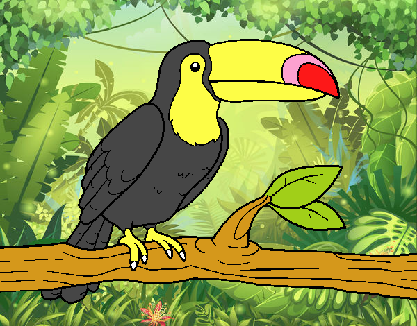 Tucan Negro