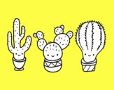 3 mini cactus