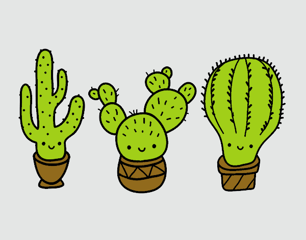 3 mini cactus