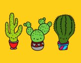 3 mini cactus