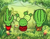 3 mini cactus