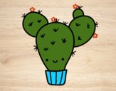 Cactus nopal