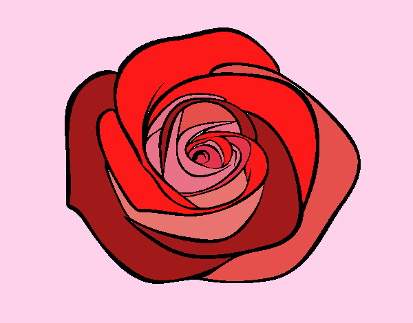 Flor de rosa