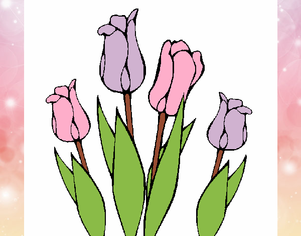 Tulipanes