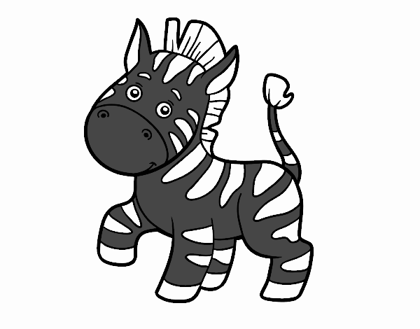 zebra