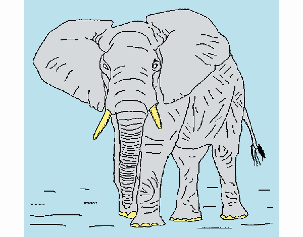 Elefante 1