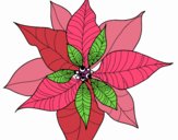 Flor de poinsetia