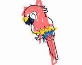 Guacamayo