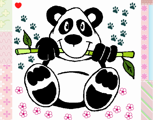 Oso panda