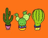 3 mini cactus