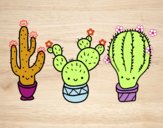 3 mini cactus