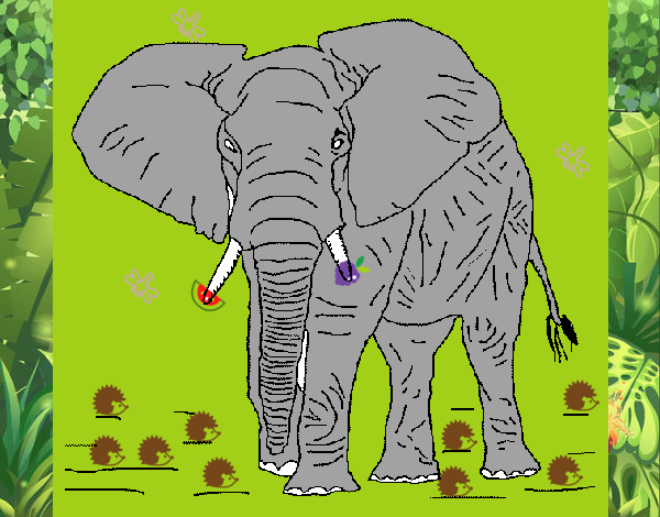 Elefante 1