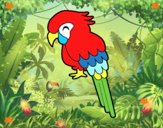 Guacamayo