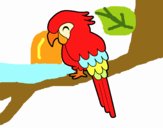 Guacamayo