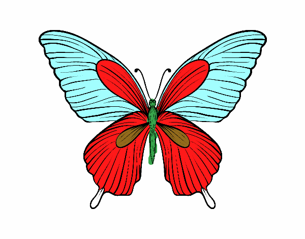 Mariposa tropical