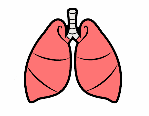 Pulmones