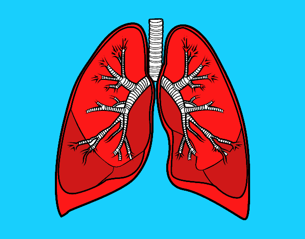 Pulmones y bronquios