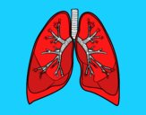 Pulmones y bronquios