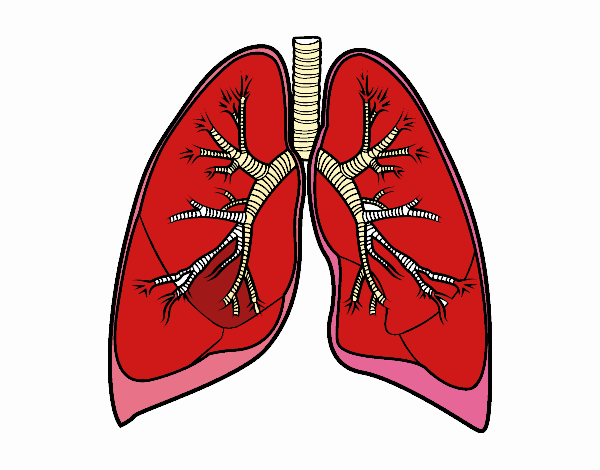 Pulmones y bronquios