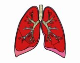 Pulmones y bronquios