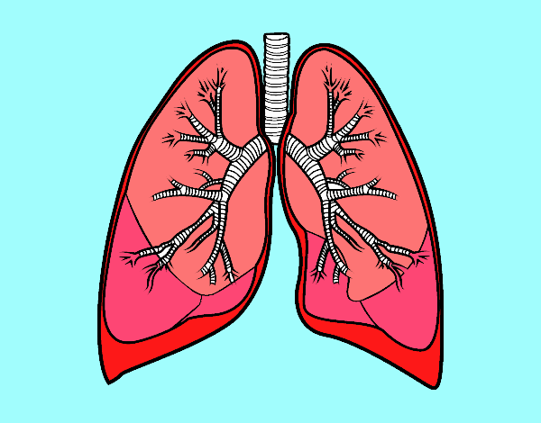 Pulmones y bronquios