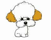 Cachorro de poodle