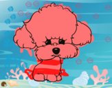 Cachorro de poodle