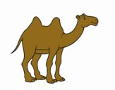 Camello africano