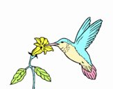 Colibrí y una flor